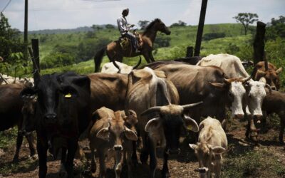 Flesh-eating parasite rattles Mexican cattle producers