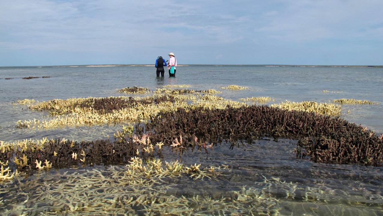 Coral bleaching 