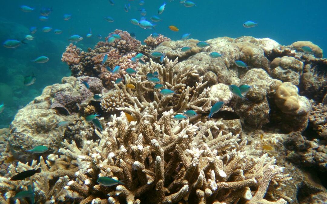 Coral coverage crashes after ‘unheard of’ heat events