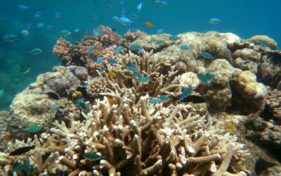 Coral coverage crashes after ‘unheard of’ heat events
