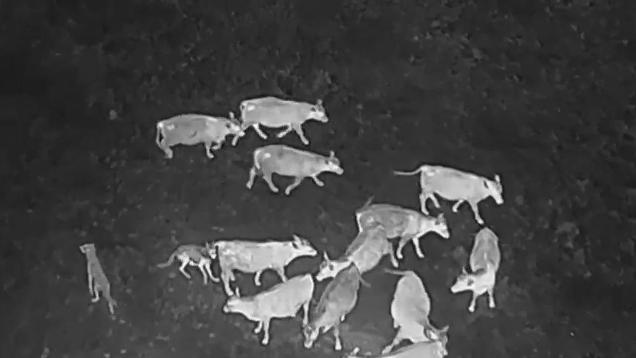 Gray wolves try to attack a cow