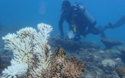 Untouched reefs cop record bleaching in intense heat