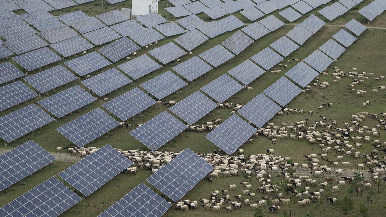 Tibetan sheep graze around solar panels