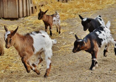 Animal cruelty. The meat in a copyright case. What’s the scam?