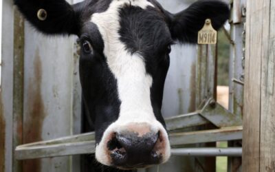 Record forecast for Australia’s world-class agriculture
