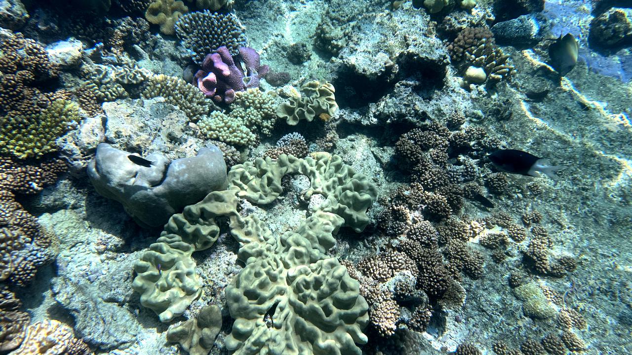 Coral