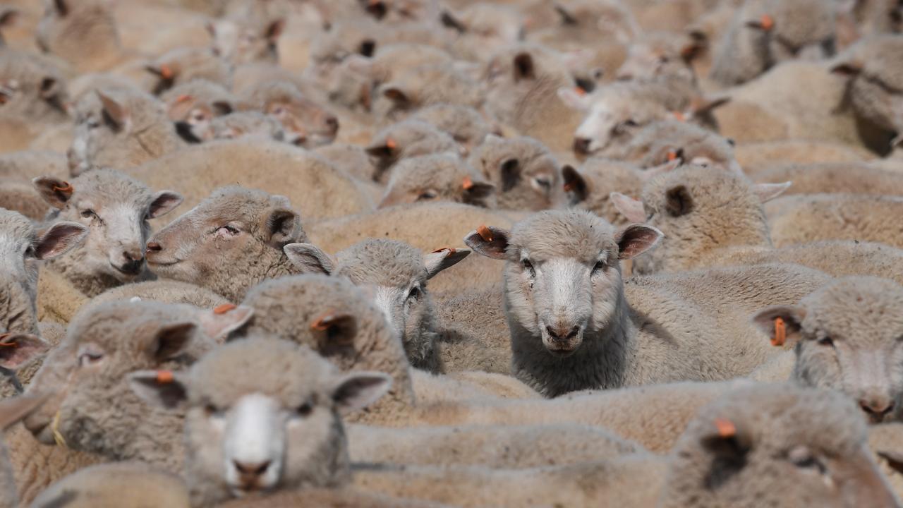 Sheep