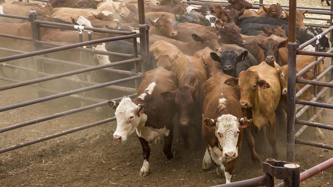Cattle