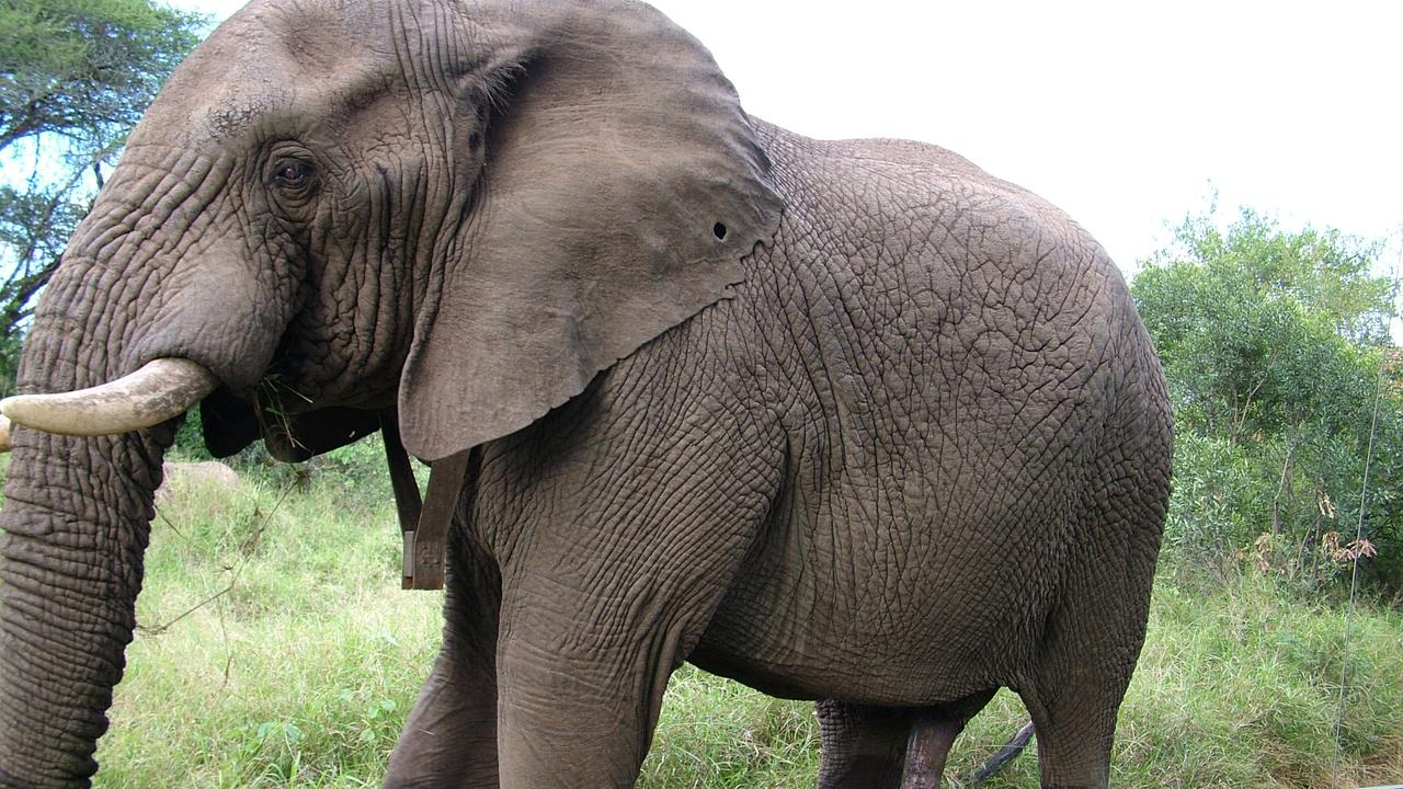 A bull elephant