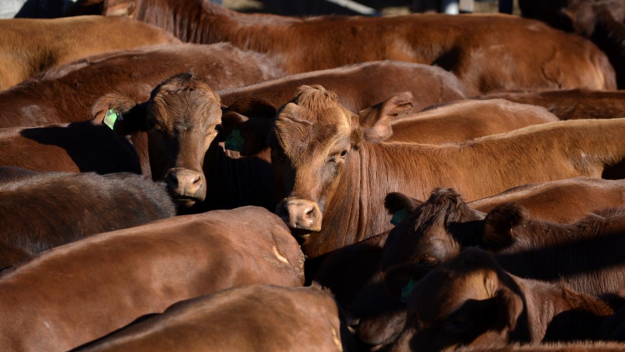 Cattle yards at Dalby, west of Brisbane