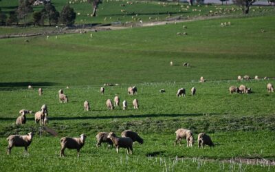 Sheep and beef behind rise in farmer sentiment