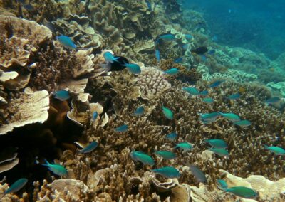 Time running out for ‘irreplaceable’ $95b reef