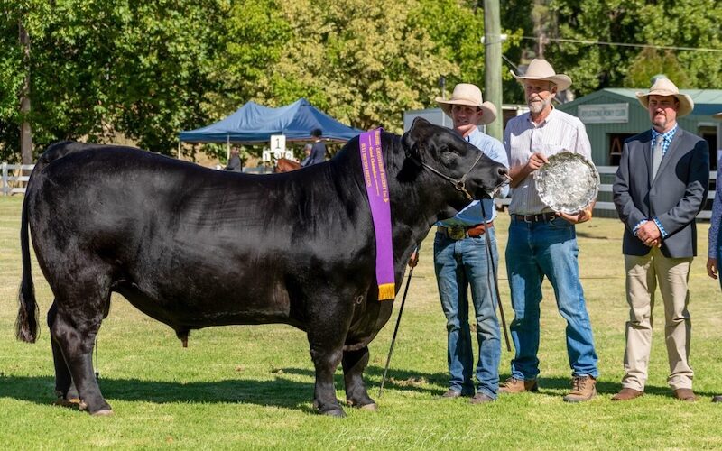 New laws are bull, say critics. Image: Mudgee Regional Action Group