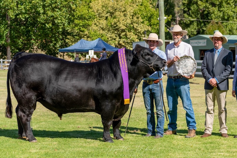 New laws are bull, say critics. Image: Mudgee Regional Action Group