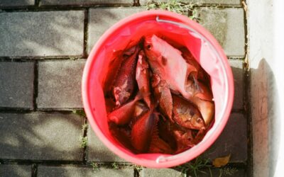 FOI file decoys. What’s the scam when you search for ‘FOI reform’?