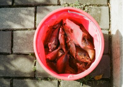 FOI file decoys. What’s the scam when you search for ‘FOI reform’?