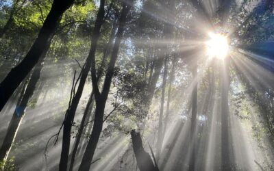 Warning law reforms too ‘weak’ to protect environment