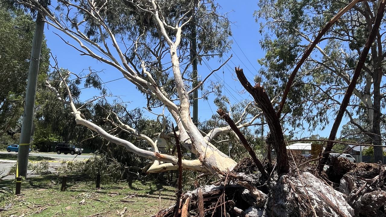 A downed tree in southeast Queensland