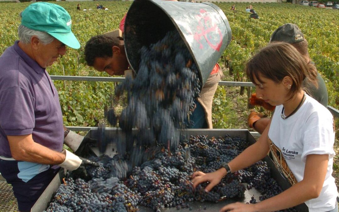 France’s 2025 wine output forecast at historic lows