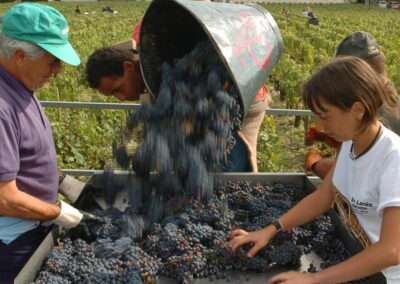 France’s 2025 wine output forecast at historic lows