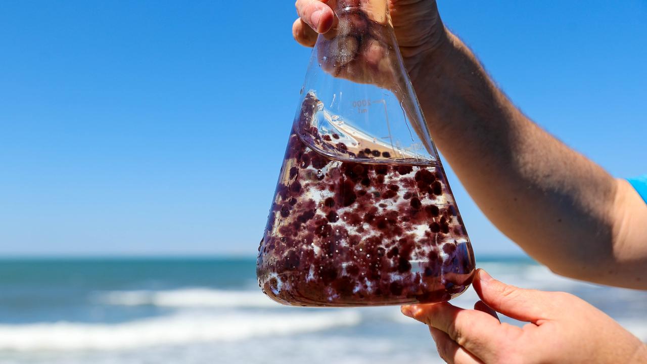 The seaweed species asparagopsis taxiformis in a beaker (file image)