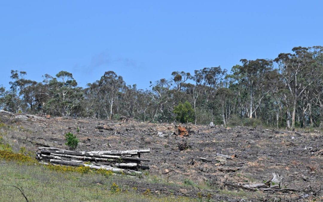 ‘No illusions’ Labor’s environmental reforms will pass