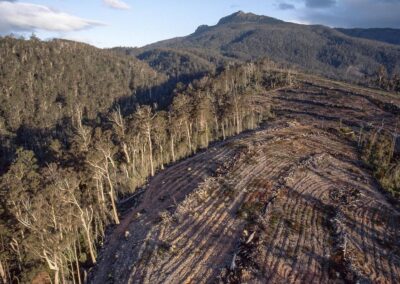 Dirty deal the death knell for forestry industry: Ley