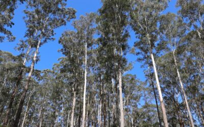 Coalition supports environmental reforms with changes