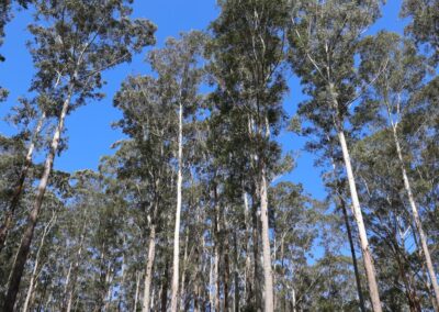 Coalition supports environmental reforms with changes