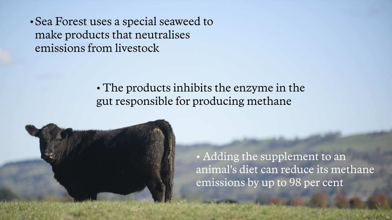 A cow grazing in a paddock