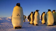 RBA Emperor Penguins