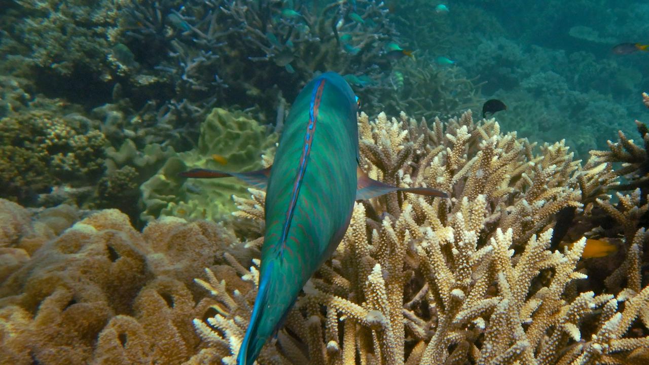 The Great Barrier Reef