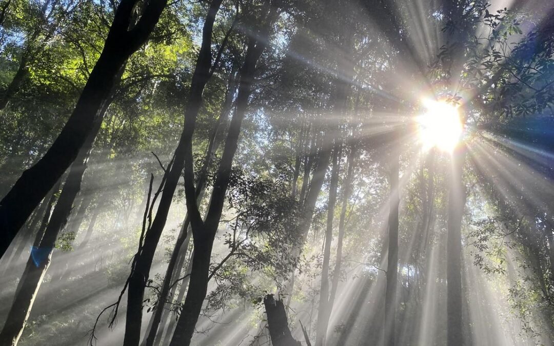 Labor’s last-ditch olive branch on stalled nature laws