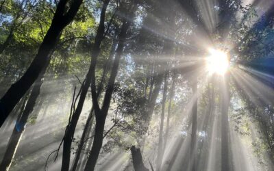 Labor’s last-ditch olive branch on stalled nature laws