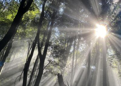 Labor’s last-ditch olive branch on stalled nature laws