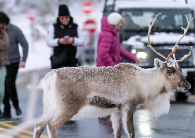 Runaway reindeer sparks emergency operation in UK