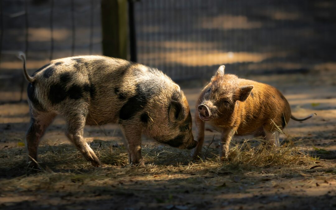 Forget “the rules”, pollies should get their snouts out of the travel trough