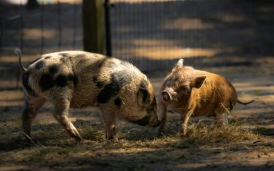 Forget “the rules”, pollies should get their snouts out of the travel trough