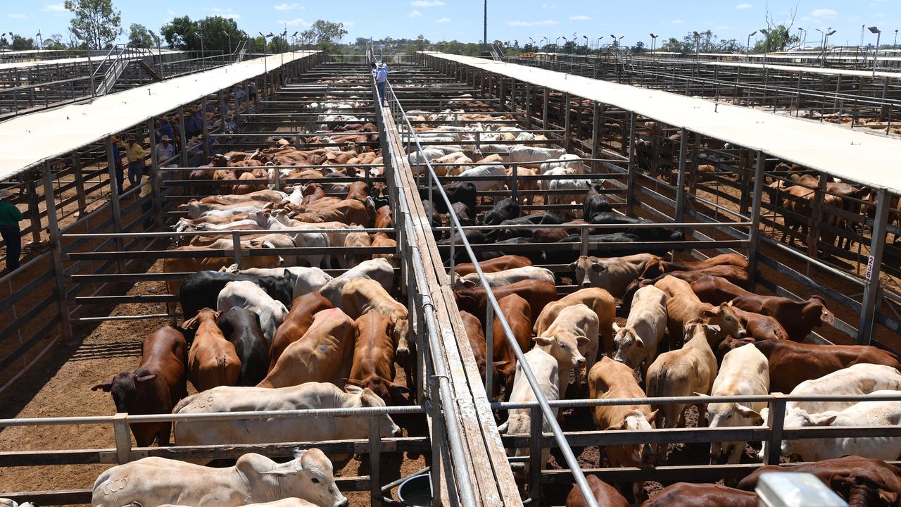 Cattle saleyard