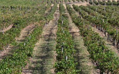 ‘Geopolitical surprises’ lurk for farmers in 2026