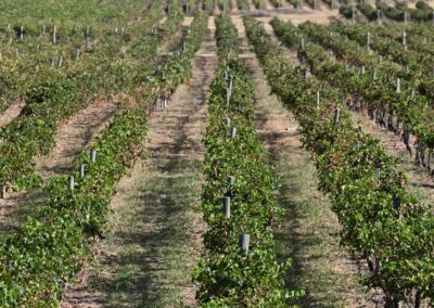 ‘Geopolitical surprises’ lurk for farmers in 2026