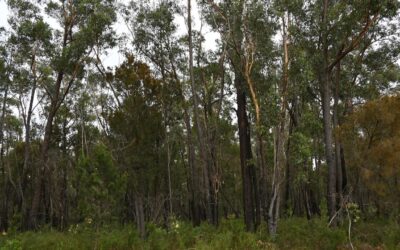 Alcoa slugged millions over illegal forest clearing