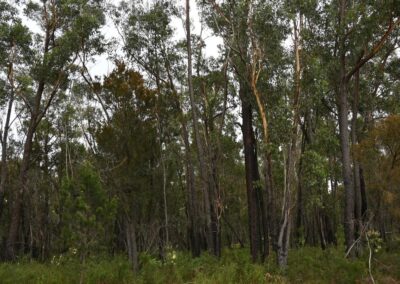 Alcoa slugged millions over illegal forest clearing