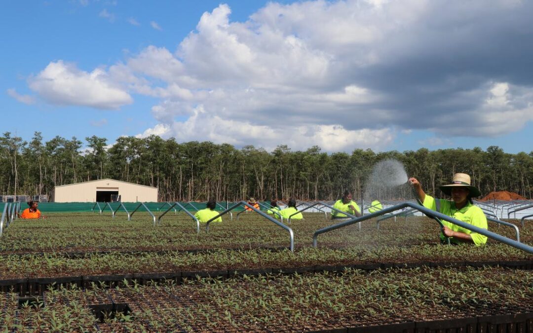 Carbon credits seeding next chapter of Tiwi forestry