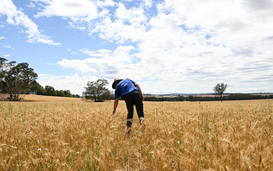 Global grain glut pushes growers toward self-storage