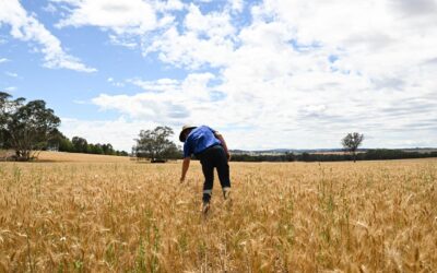 Global grain glut pushes growers toward self-storage
