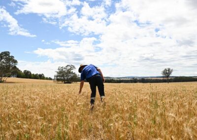 Global grain glut pushes growers toward self-storage