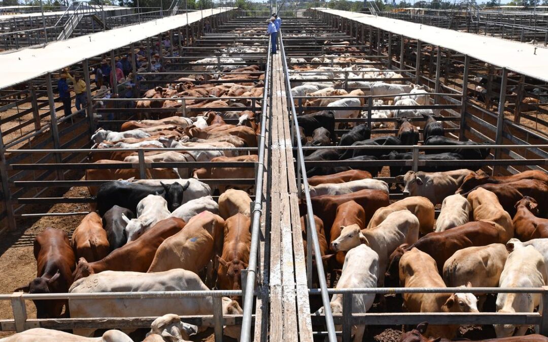 New locations sought for Aussie beef due to China levy