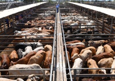 New locations sought for Aussie beef due to China levy