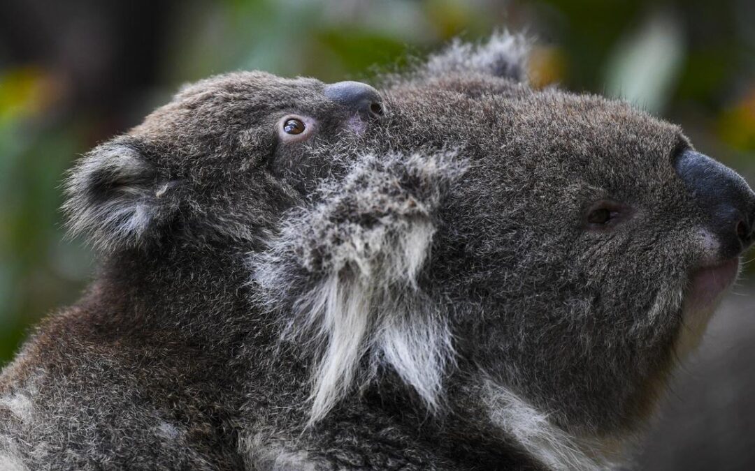 Gassy, koala-threatening coal mine gets state stamp
